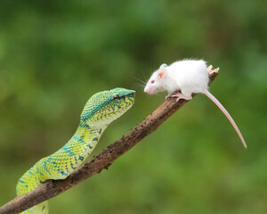 green snake on a branch