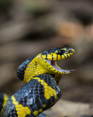 close up of a snake