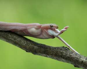 Snake on a branch