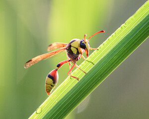 Yellow Potter on a flower
