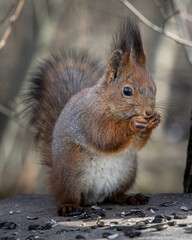 Squirrel eats sunflower seeds in the forest