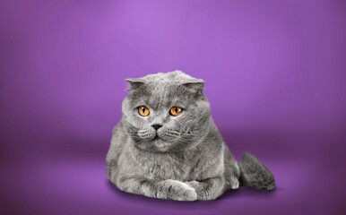 Gray British kitten cat in a pose lying on a purple background