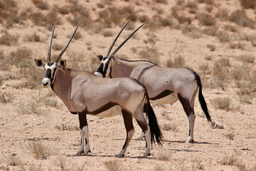 Gemsbok in the Kgalagadi, South Africa