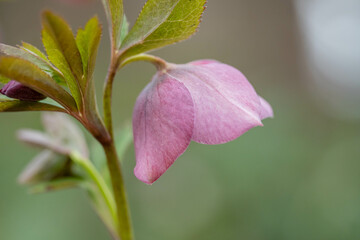 Fototapeta premium クリスマスローズ