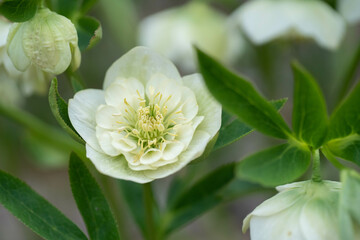 クリスマスローズ