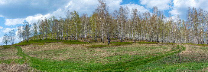 Picturesque field road around a spring birch grove