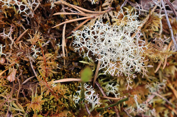 Close up of Cladoniaceae growing on the forest floor, Scotland UK
