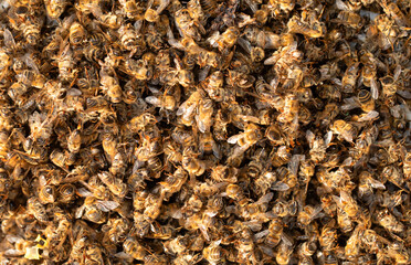 Dead bees poisoned or killed by bad weather.
