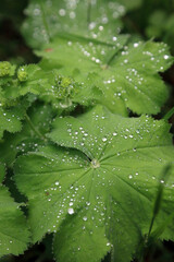 Close up of Lady's Mantle leaves covered in waterdrops, Scotland UK
