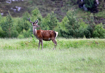 Red deer stag, Scotland UK
