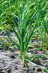 Obraz premium Young garlic in the garden