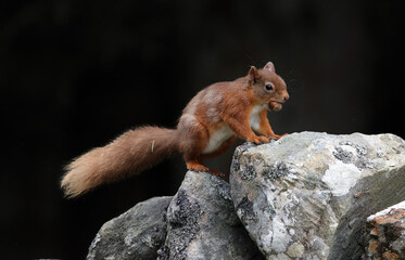 Red squirrel with a nut in its mouth, Scotland UK
