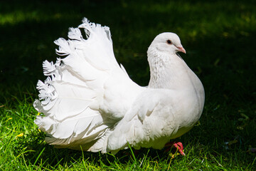 white peacock dove