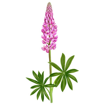drawing pink flower of lupin, plant of bluebonnet isolated at white background , hand drawn botanical illustration