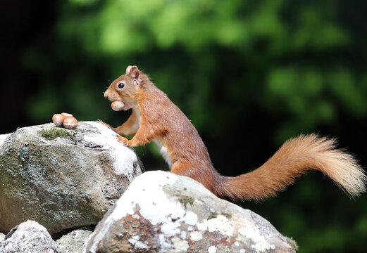 Red Squirrel Picking Up A Nut, Scotland UK
