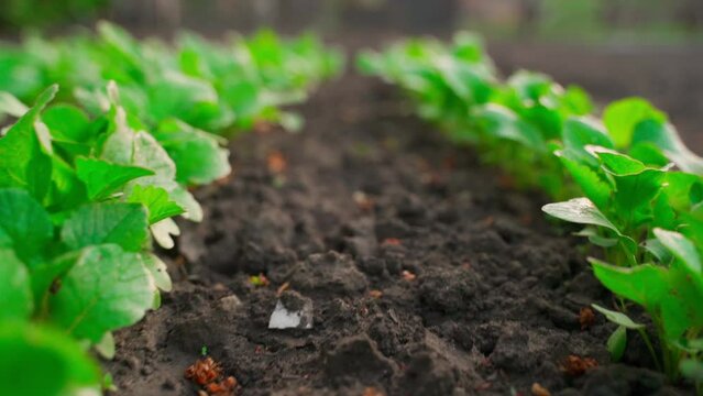 Smooth movement between the rows of growing radishes in the garden bed close-up.