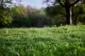 Green grass desktop screensaver, ecology and care for the environment