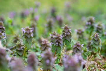 Fototapeta premium ヒメオドリコソウ