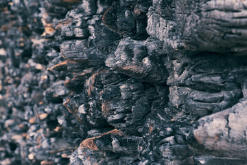 Close-up of a charred tree