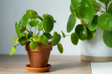 Closeup of Pilea peperomioides houseplant in terracotta pot on white table at home. Sunlight. Chinese money plant with water drops on green leaves. Indoor gardening, hobby concept
