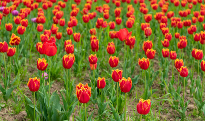 red flowers of fresh holland tulips in field. tulips backgroun