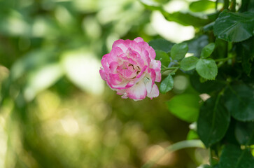Flowering tea-rose flowers with pink petals green leaves in blurred nature in spring