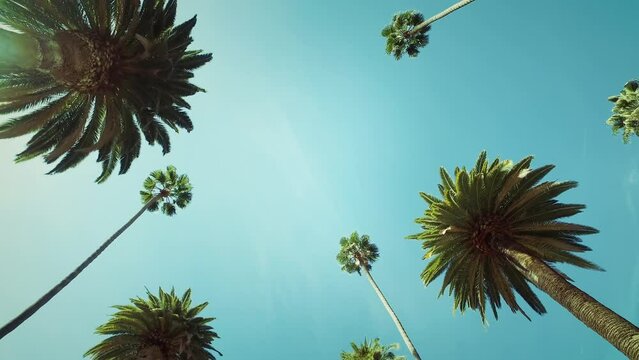 Shot of Palm Trees Passing by Under Blue Skies. Sunny Day in Beverly Hills, California. Wide Shot Driving through Beverly Drive. POV Tropical Vacation.