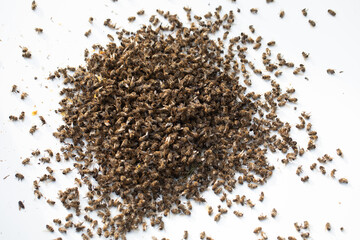 Dead bees poisoned or killed by bad weather. On a white background