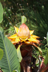"Chinese yellow banana (di yong jin lian, Chukinren, Musella lasiocarpa)". Inflorescence part macro close up photography. 大きな黄色いチュウキンレン（地湧金蓮）の花。