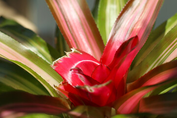 Bloody red colored plant core of "Aechmea".