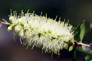 White to cream-colored brush like flower "Willow bottlebrush (Callistemon salignus, Shirobana Burashinoki )", close up macro photography. オーストラリア産の白いボトルブラシの花。