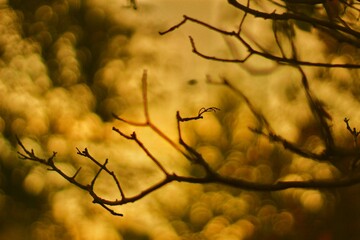 dry branches - Silhouette of tree - Close up branch