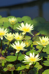 Many pale yellow white colored water lily's "St. Louis gold" Blooming on the surface of the water.