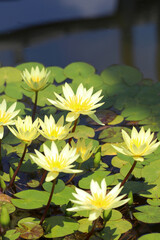 Many pale yellow white colored water lily's "St. Louis gold". Blooming on the surface of the water.