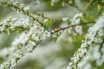 Fototapeta premium ユキヤナギ