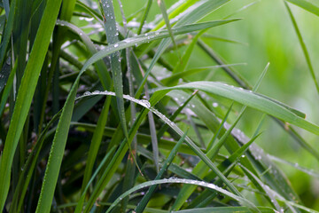 morning dew on the grass
