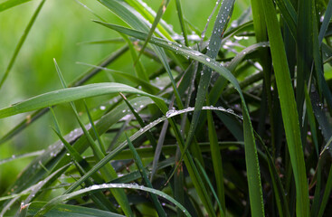 morning dew on the grass