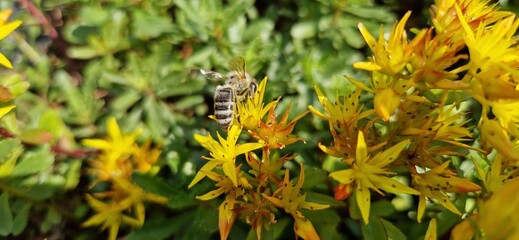 close up of yellow flower
