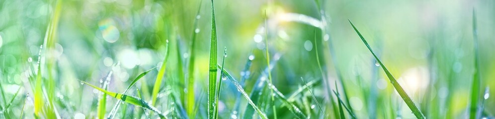 Beautiful meadow grass with drops dew close up, blurred natural background. bright green grass...