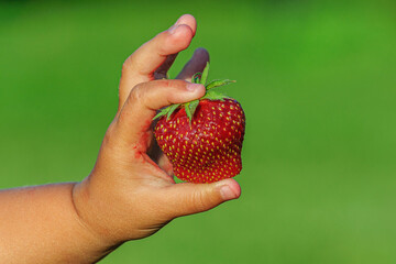Big ripe red strawberries in the hand of a small child