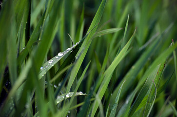 morning dew on the grass