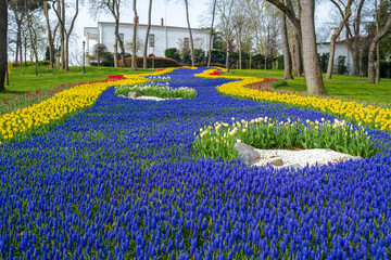 Spring tulips river in the garden . Istanbul Tulip Festival in Emirgan Park. Colorful tulips in the...