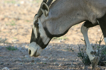 Gemsbok in the Kgalagadi, South Africa