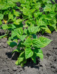 Bushes with growing haricot bean sprouts