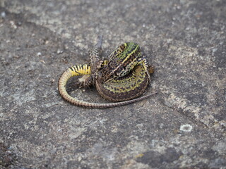 pareja de reptiles multicolor apareándose en primavera, la coruña, españa, europa