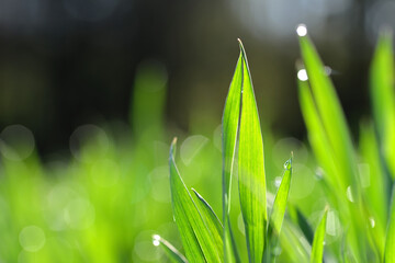 Green wheat grass with transparent water drops on field close up. Fresh morning dew at sunrise. © vencav