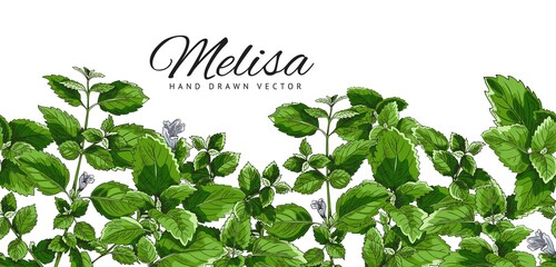 Poster, template with a green branch, melissa leaf, botanical vector illustration, hand-drawn.