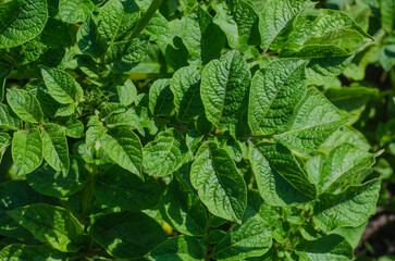 Green potato leaves on a growing bush © Julia