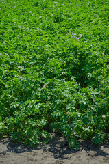 Fototapeta na wymiar Potato bushes with flowers growing on the field