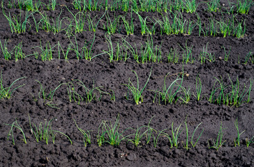 Spring seedlings of onions on wet ground
